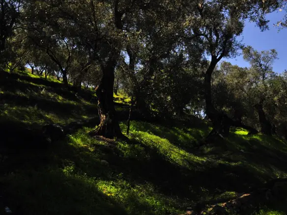Land In Corfu, Greece
