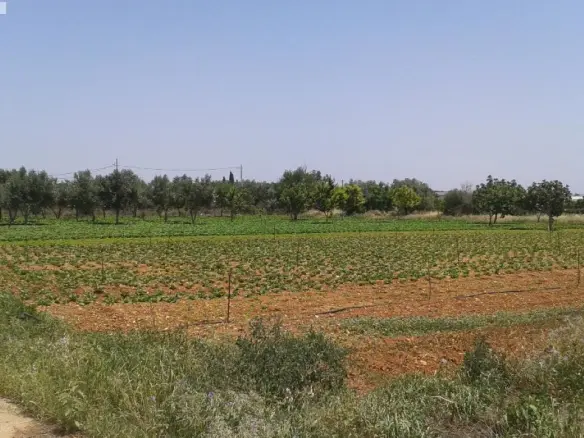 Land In Koropi, Greece
