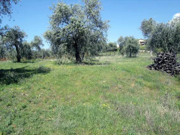 Land In Thasos, Greece