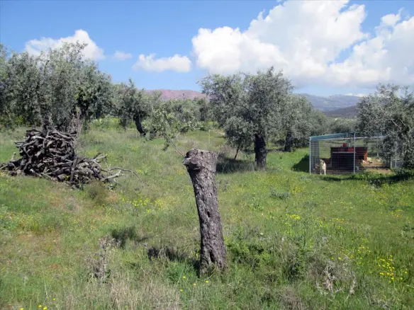 Land In Thasos, Greece