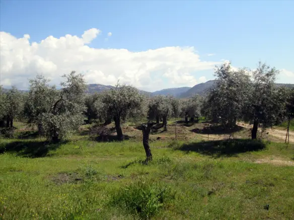 Land In Thasos, Greece