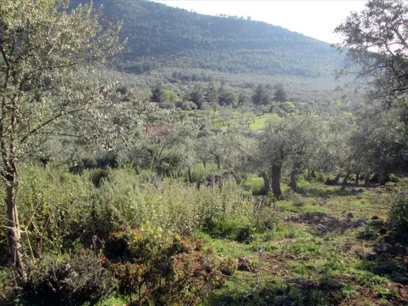 Land In Thasos, Greece