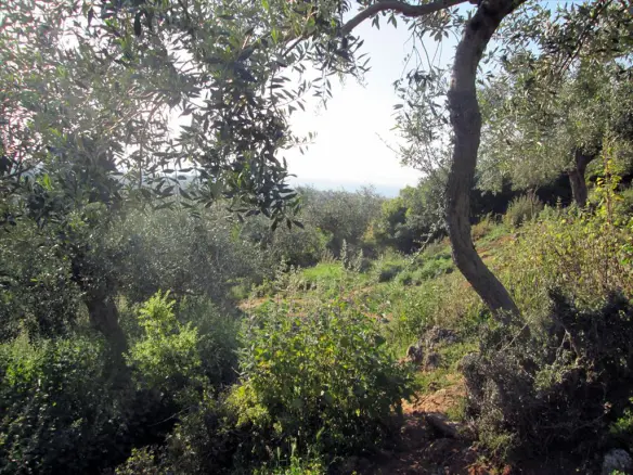 Land In Thasos, Greece