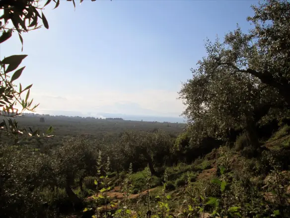 Land In Thasos, Greece