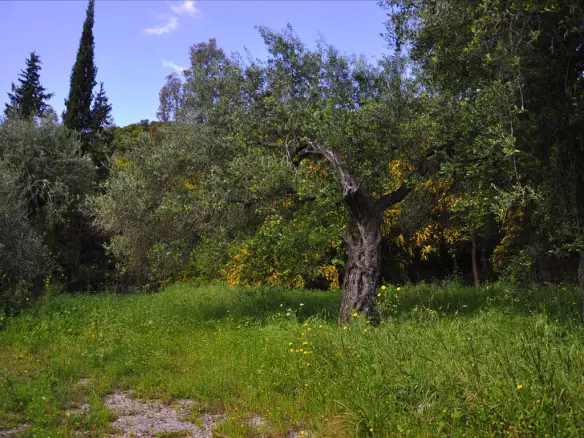 Land In Corfu, Greece