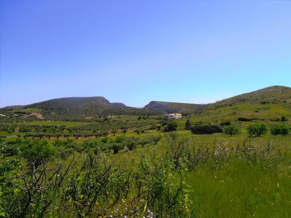 Land In Anavissos, Greece (7.000 M²)