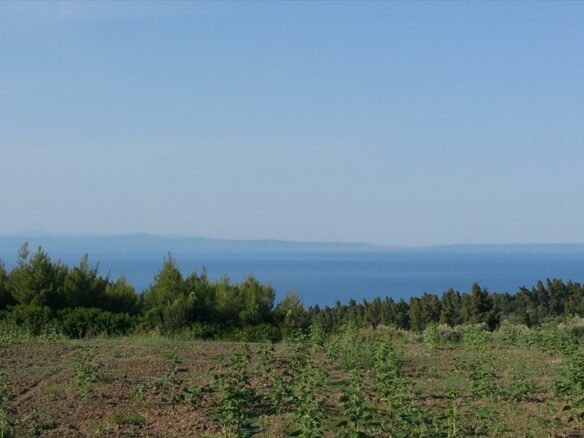 Land In Kassandra, Greece (14.625 M²)
