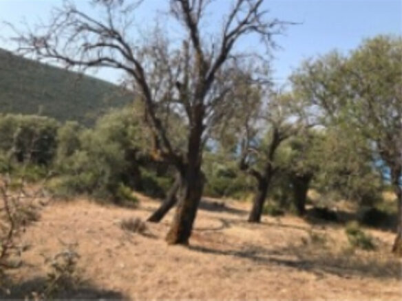 Land In Greece
