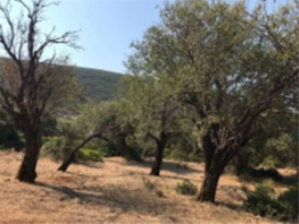 Land In Greece