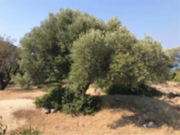 Land In Greece