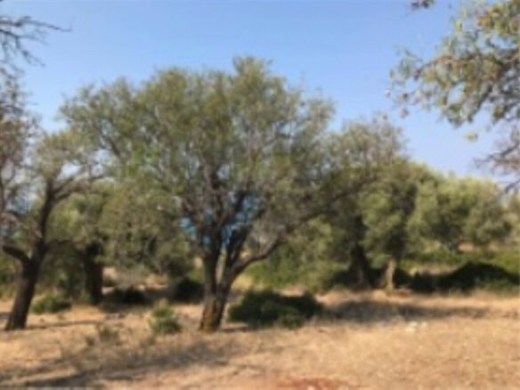 Land In Greece