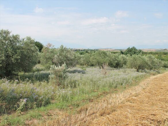 Land In Kolindros, Greece