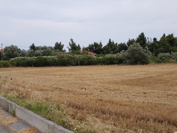 Land In Kassandra, Greece