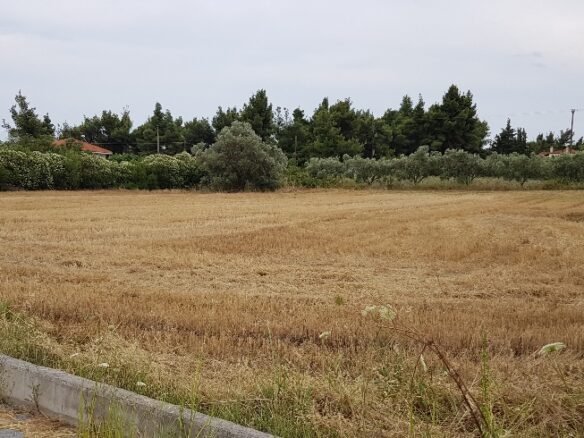 Land In Kassandra, Greece