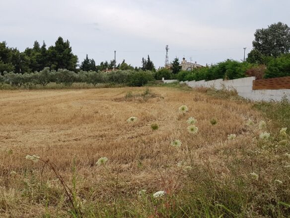 Land In Kassandra, Greece