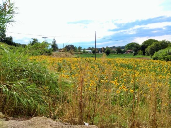 Land In Kassandra, Greece
