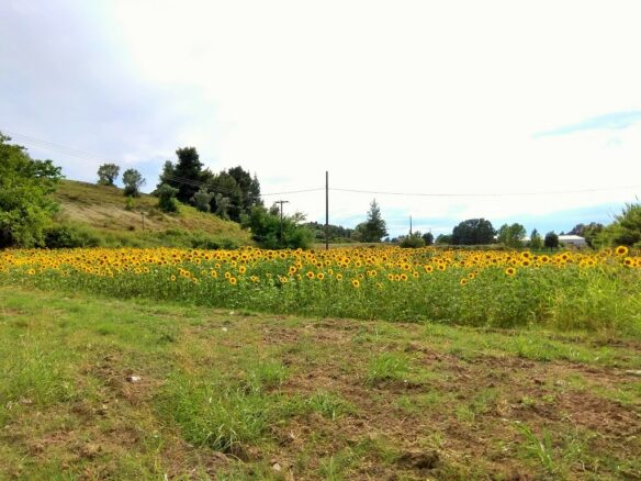 Land In Kassandra, Greece