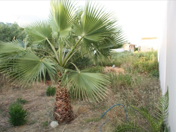 Land In Chania, Greece