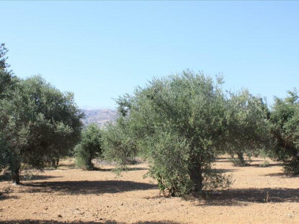 Land In Chania, Greece
