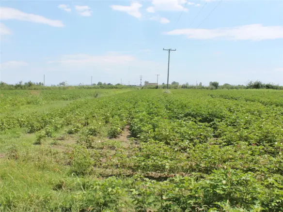 Land In Katerini, Greece (10.952 M²)