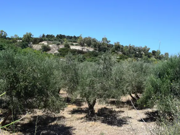 Land In Arkadi, Greece