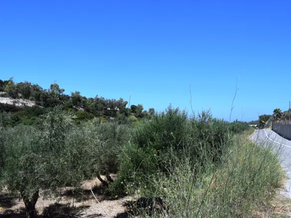 Land In Arkadi, Greece