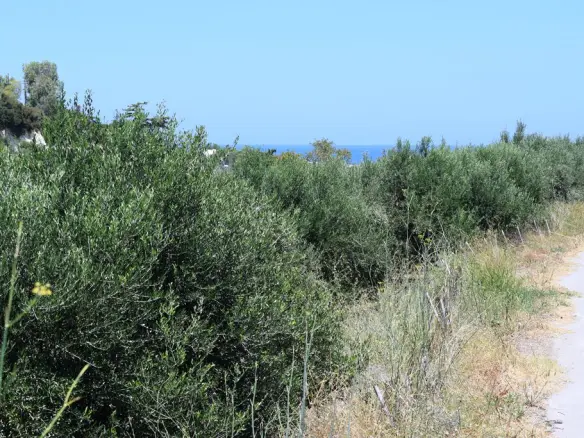 Land In Arkadi, Greece