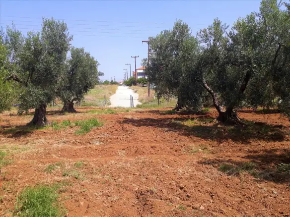 Land In Poligiros, Greece