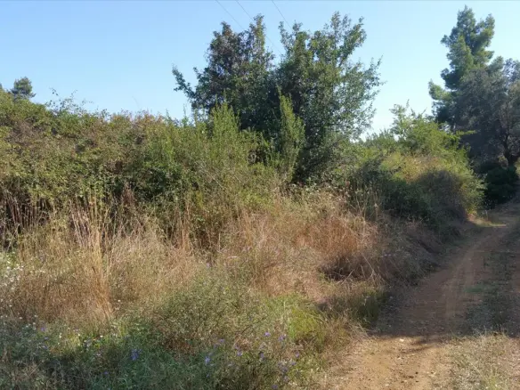 Land In Kassandra, Greece (9.000 M²)