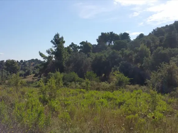 Land In Kassandra, Greece (9.000 M²)