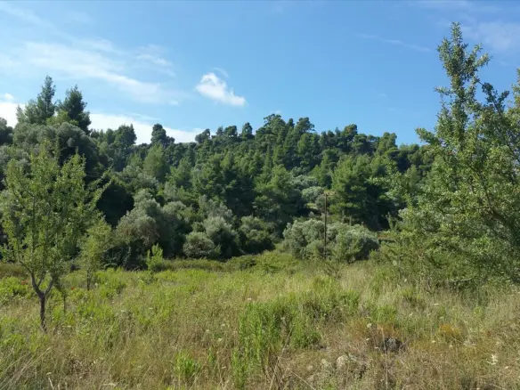 Land In Kassandra, Greece (9.000 M²)