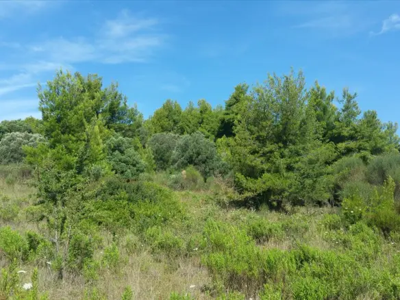 Land In Kassandra, Greece (9.000 M²)