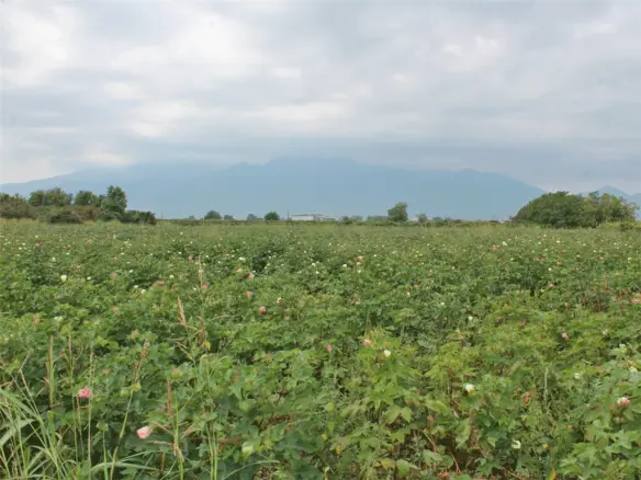 Land In Katerini, Greece