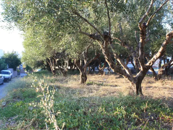 Land In Arkadi, Greece (25.000 M²)