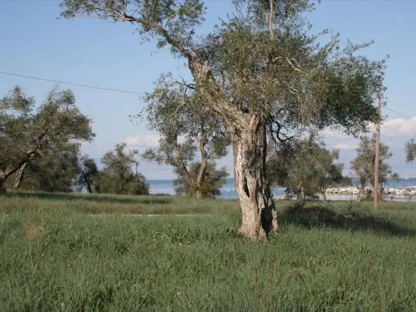 Land In Corfu, Greece