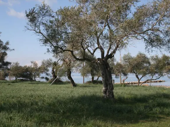 Land In Corfu, Greece