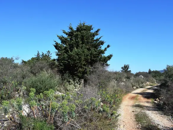 Land In Vamos, Greece