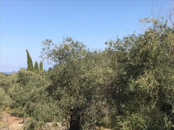 Land In Corfu, Greece