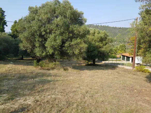8000 M² Plot Available In Kassandra, Chalkidiki Region