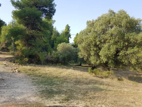 Land In Kassandra, Greece