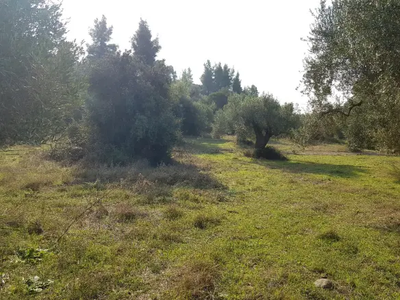 Land In Kassandra, Greece
