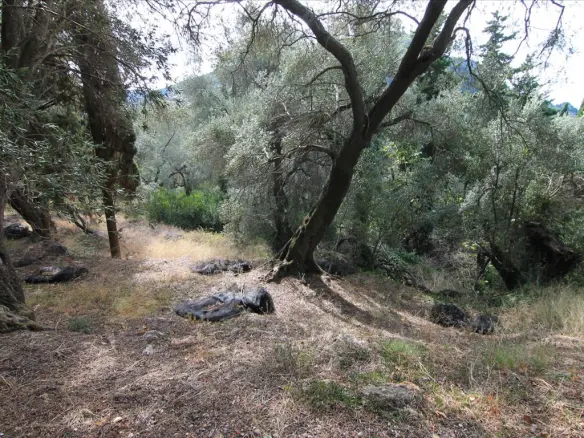 Land In Corfu, Greece