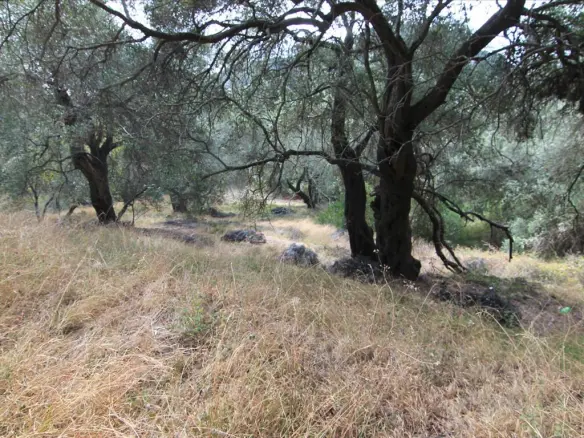 Land In Corfu, Greece