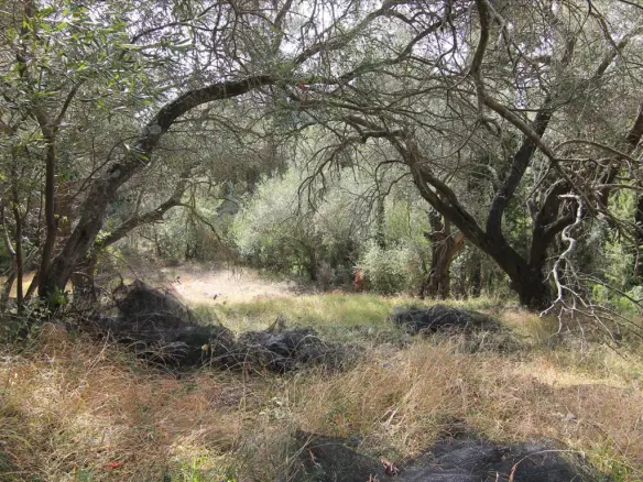 Land In Corfu, Greece