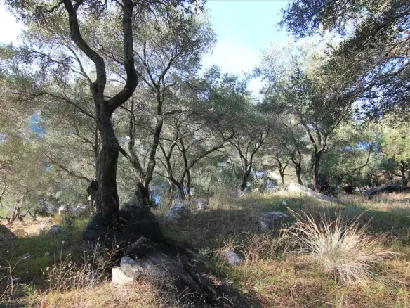 Land In Corfu, Greece