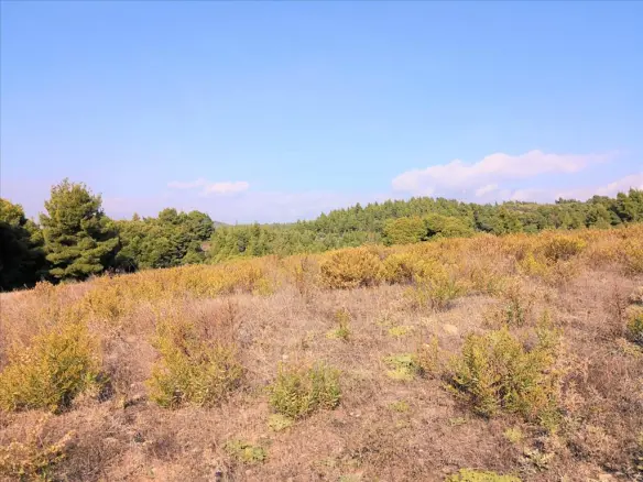 Land In Sithonia, Greece