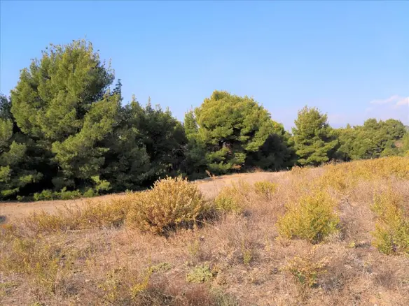 Land In Sithonia, Greece