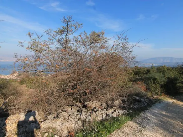 Land In Corfu, Greece