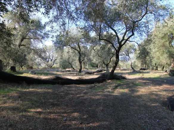 Land In Corfu, Greece