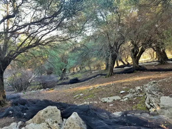 Land In Corfu, Greece (152 M²)